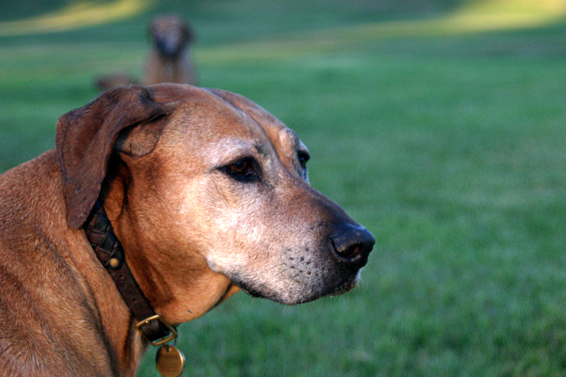 Brown Senior Dog Outside
