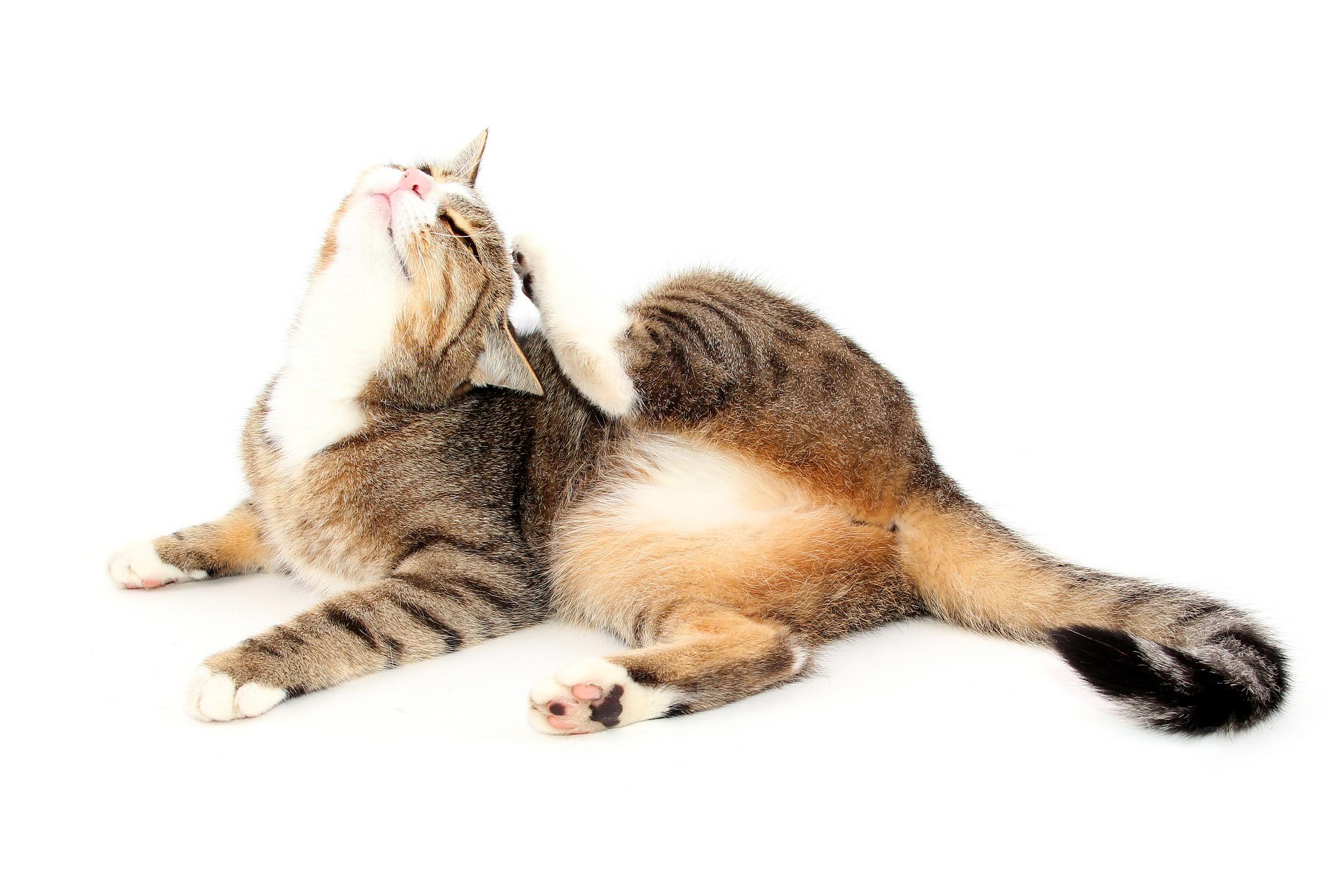 Cat Scratching on White Background