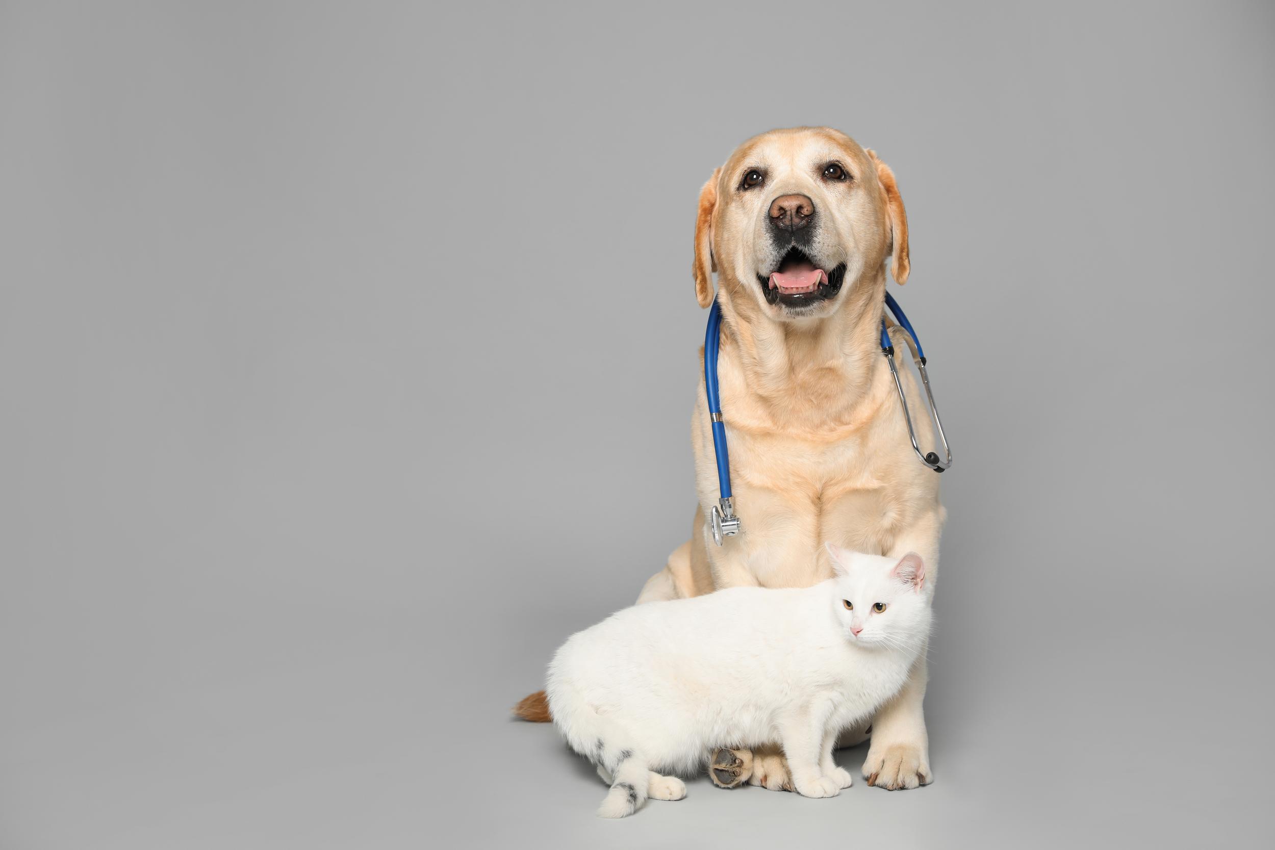 Golden Retriever with White cat and Stethoscope