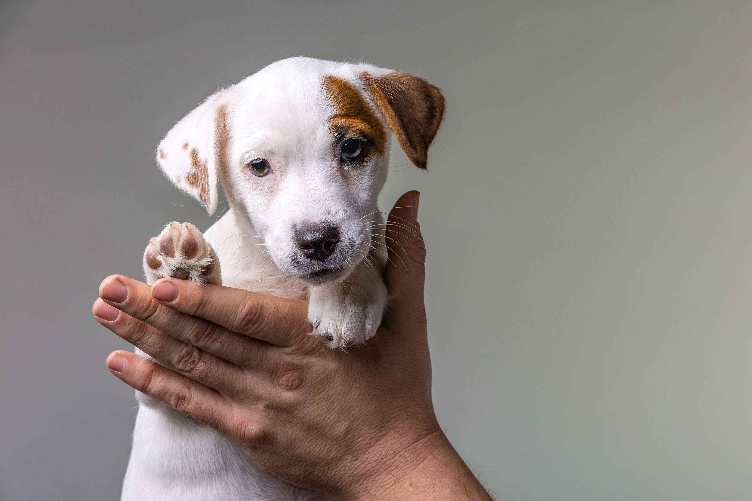 Puppy in a Hand