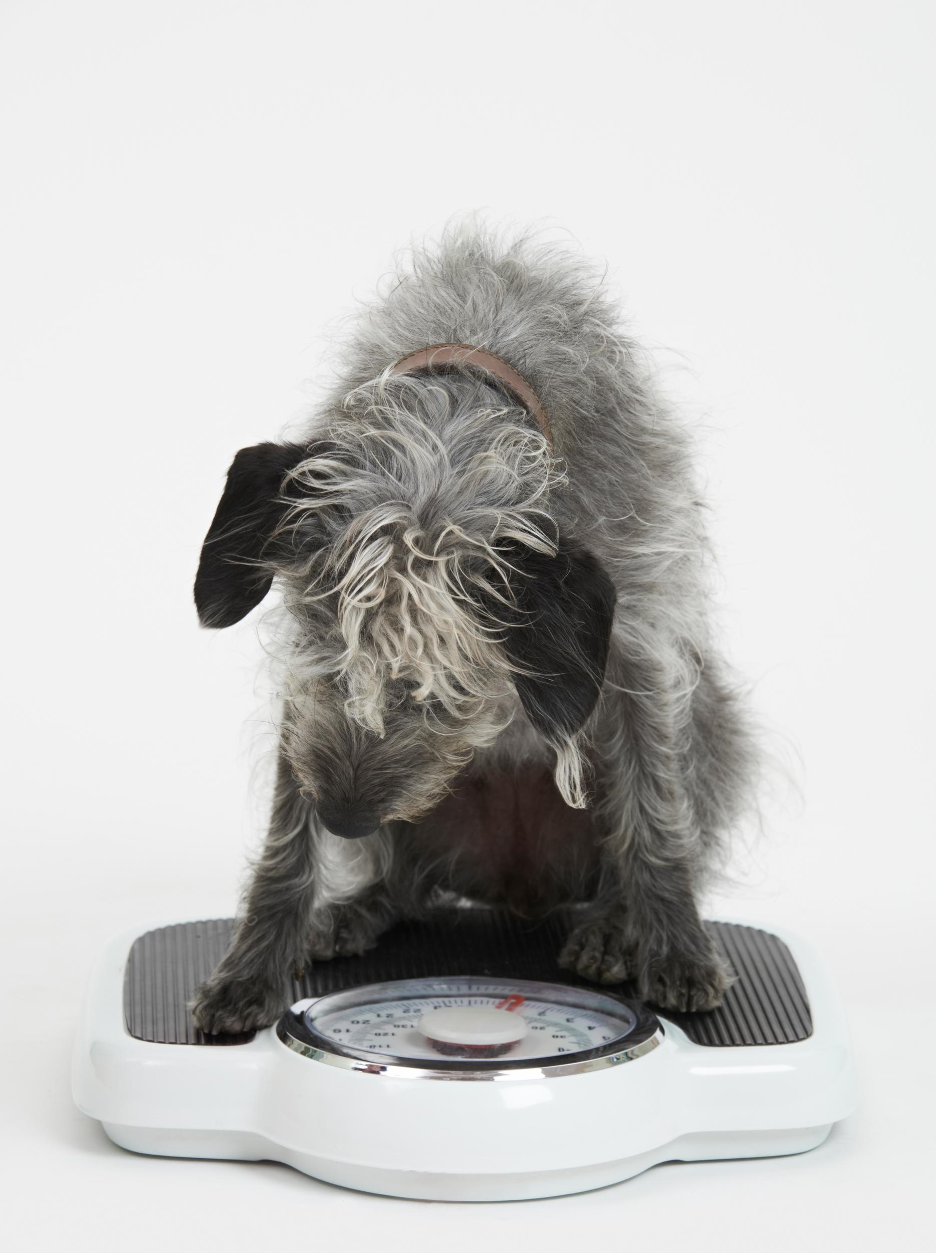 Elder Grey Dog on Weight Scale