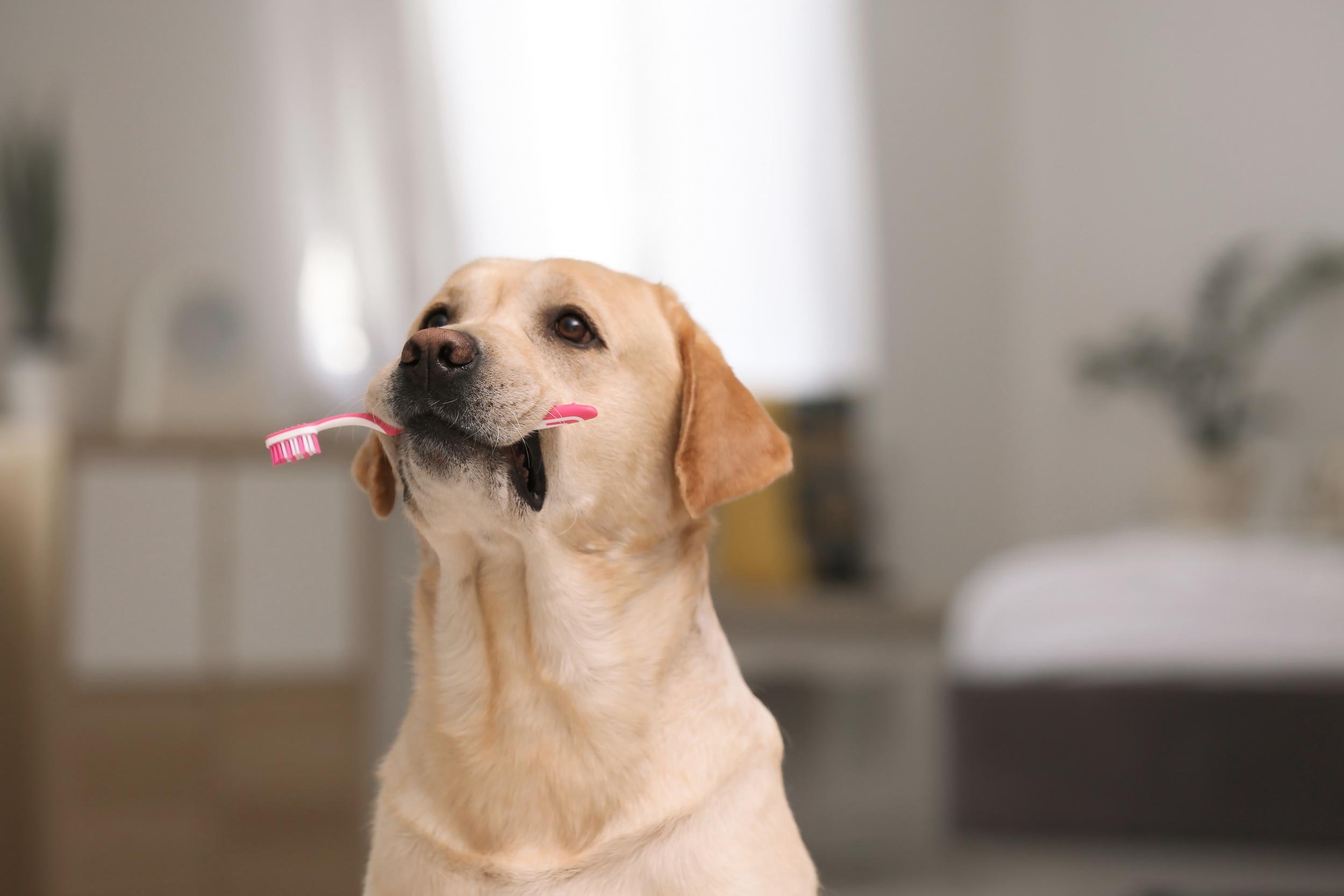 Golden Retriever with Toothbrush in Mouth