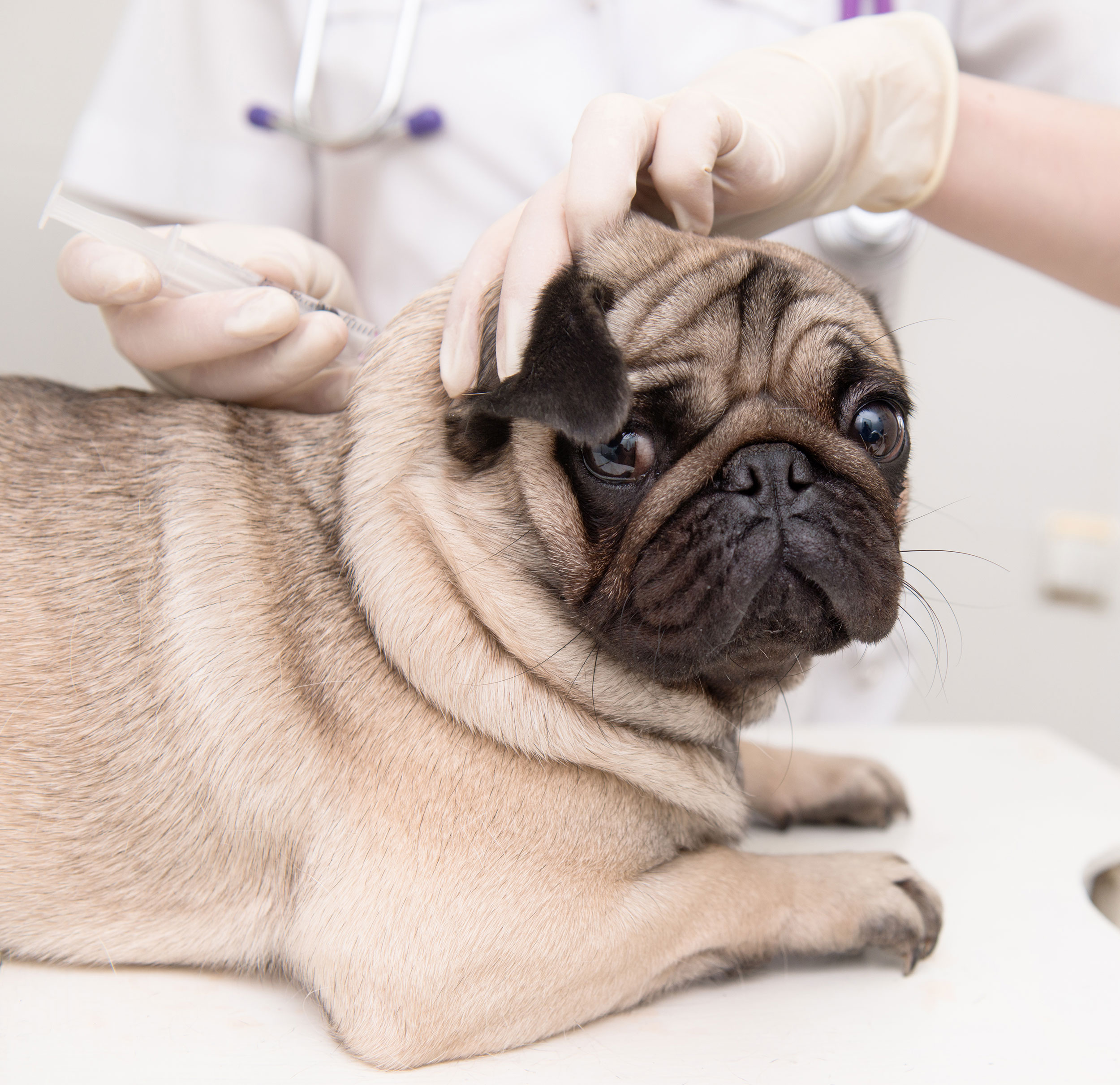 Pug Getting Vaccinations