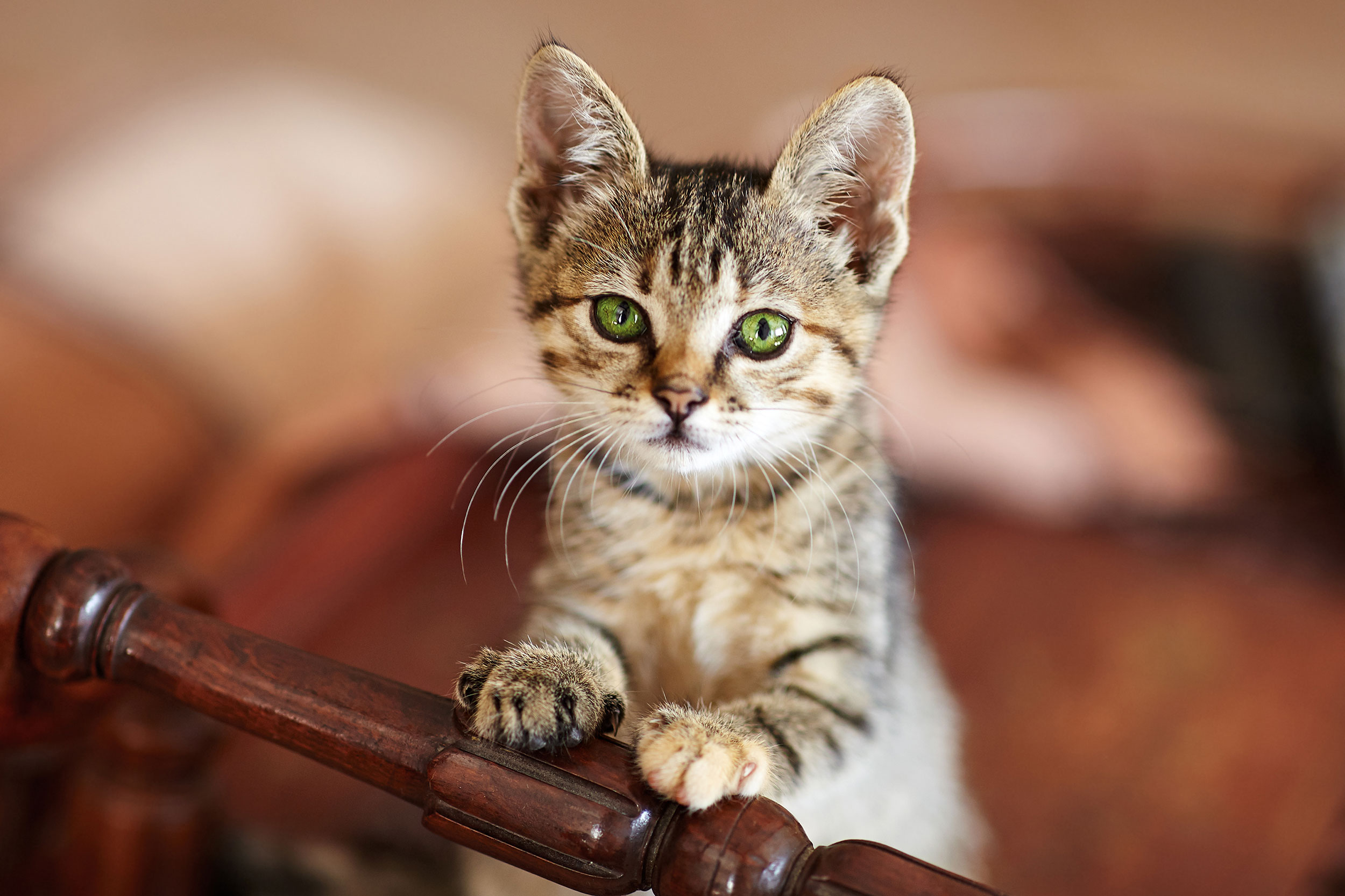 Kitten on a Bed