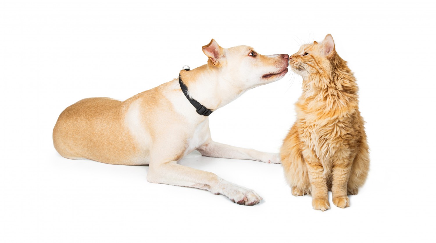 Derry Village Animal Clinic - Mississauga, ON - Canine - Feline - Care