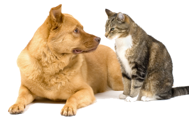 Dog and Cat